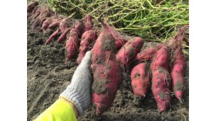  Pomegranate, sweet potatoes top agriculture exports list