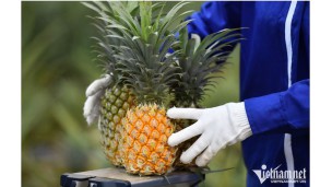 vietnam’s agricultural exports soar, projected to reach   $61 billion this year