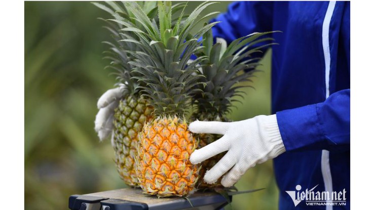vietnam’s agricultural exports soar, projected to reach   $61 billion this year