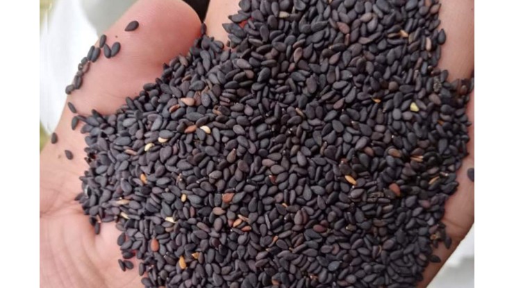 Sesame trade bustles after harvest time