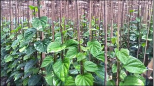 Betel farmers target winter for higher profits