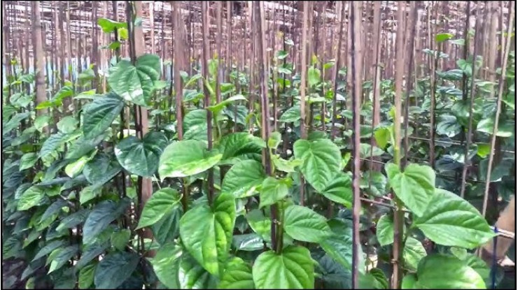 Betel farmers target winter for higher profits