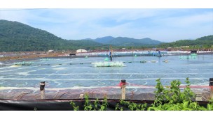 Myanmar exports white shrimp (Vannamei) to China, Japan