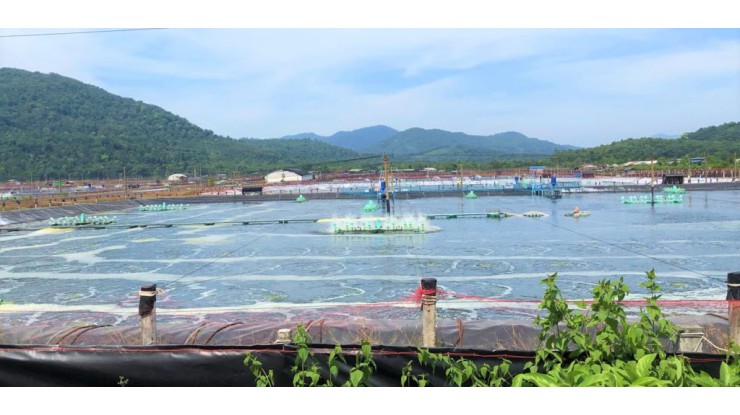 Myanmar exports white shrimp (Vannamei) to China, Japan