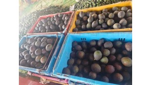 Avocado trade increases, Yangon and Mandalay are major destinations
