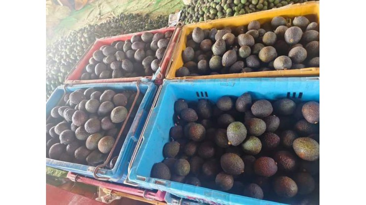 Avocado trade increases, Yangon and Mandalay are major destinations