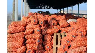 Kandahar exports over 9,500 tons of onions to India and Pakistan