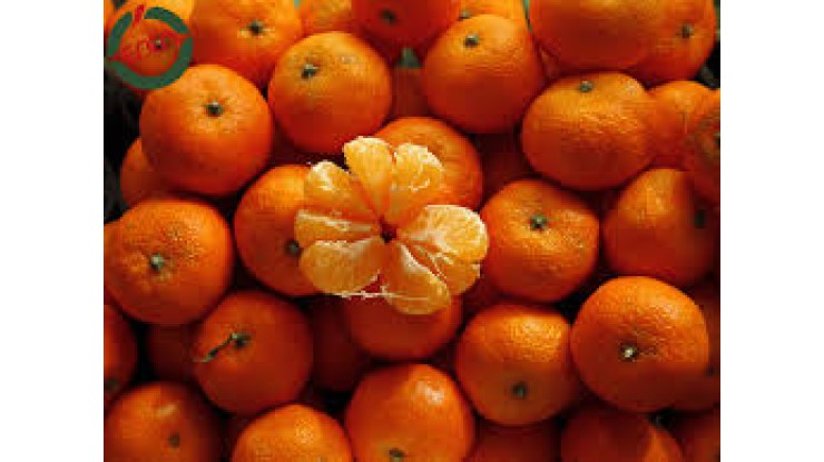 တာကီယဲသည် satsuma လိမ္မော်သီးများအတွက် တင်ပို့သည့်ရက်စွဲများသတ်မှတ်