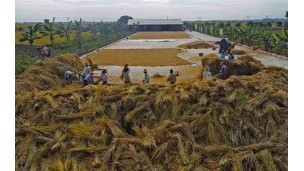 Paddy reference price set at K960,000 per 100 baskets