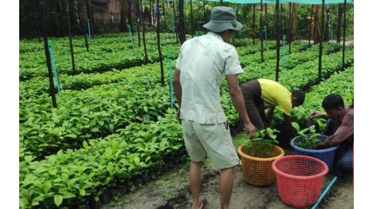 တောင်သူများ ဝင်ငွေတိုးစေရန်အတွက် တနင်္သာရီမြို့နယ်တွင် ကော်ဖီပင်နှင့်ကိုကိုးပင်များ တိုးချဲ့စိုက်ပျိုး