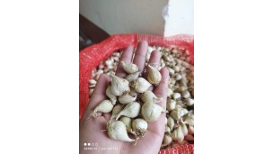 Medicinal single-clove garlic from Taunggyi has orders from the whole Myanmar at good price