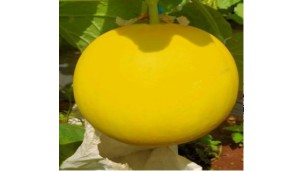 Pindaya muskmelons receive orders from multiple cities