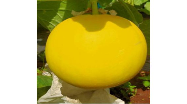Pindaya muskmelons receive orders from multiple cities