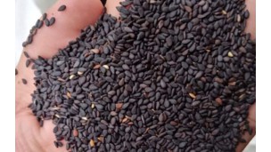 Sesame association to open purchasing centre