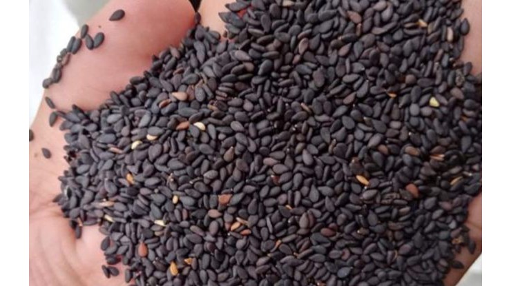 Sesame association to open purchasing centre