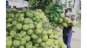 Vietnam's coconut exports to China could hit 1 billion USD this year