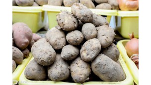 Kyrgyzstan advances potato exports to Uzbekistan with retail partnerships