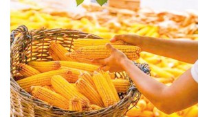 Myanmar eyes India market to ship maize
