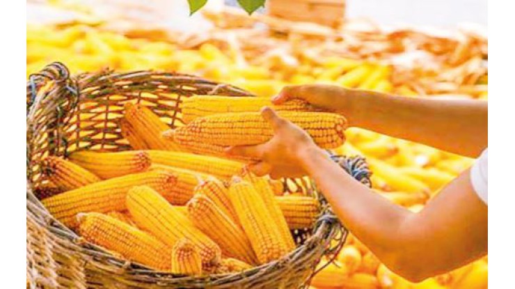 မြန်မာနိုင်ငံသည် အိန္ဒိယဈေးကွက်သို့ ပြောင်းတင်ပို့ရန် မျက်စိကျလျက်ရှိ