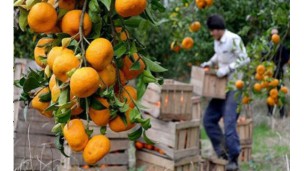 Iran’s Mazandaran province’s agricultural exports rise 100 percent