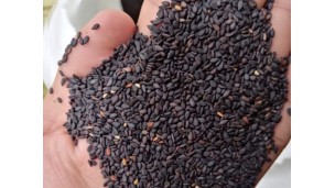 Sesame price rebounds during Chinese New Year