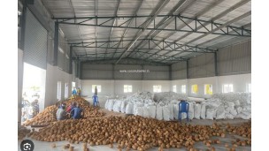 Tremendous growth in the volume of coconuts that are exported