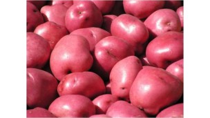 High demand for Kachin red potatoes in Thailand