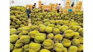 Vietnamese fruit and vegetable exports to the EU experience significant growth 