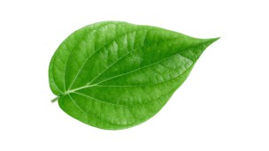 Betel leaves prices rise amid yield drop in winter