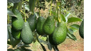 "So far this season, Morocco has exported 45 thousand tonnes of avocados"