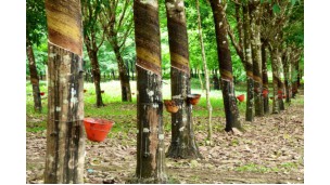     Rubber prices stay low in domestic market