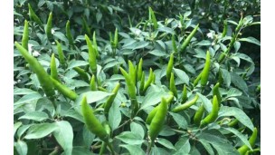 Hinthada chillies arrive in market at high price
