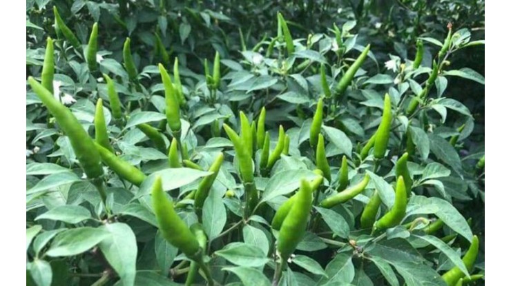 Hinthada chillies arrive in market at high price