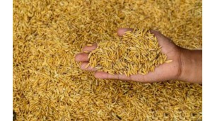 Ordinary rice prices soar by K11,000 per sack in one-month surge
