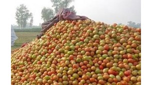 Bumper tomato yields bring smile for Cumilla farmers
