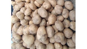 Potato price likely to continue to fall next three months