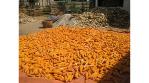 Myanmar earns US$279 mln in corn exports in Apr-Dec