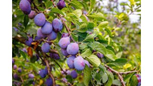 s from Kyrgyzstan may start being exported to China, Turkey, and Uzbekistan