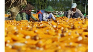 အိန္ဒိယသည် မြန်မာနိုင်ငံမှ ပြောင်းတန်ချိန် (၅၀၀, ၀၀၀)ကို အခွန်ကင်းလွတ်ခွင့်ဖြင့် တင်သွင်းရန်ရှိ