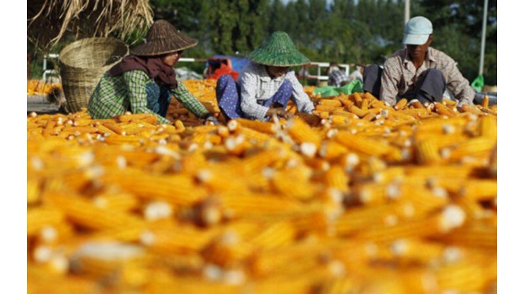 India to import 500,000 tonnes of Myanmar maize duty-free