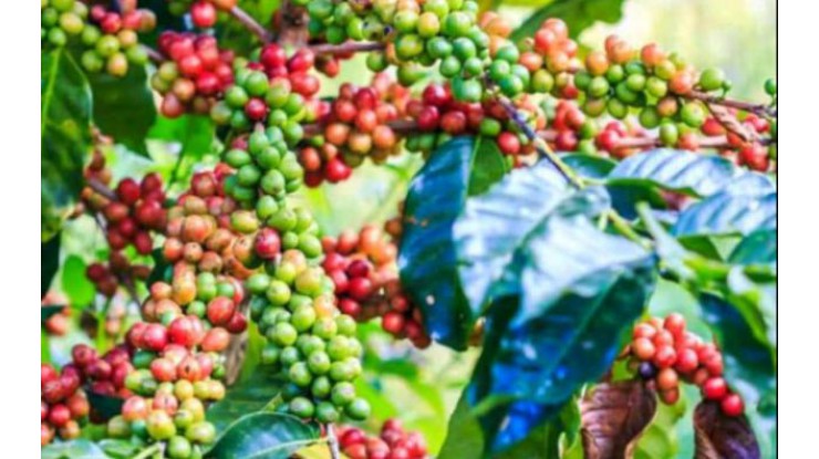 MCA receives purchase order for green coffee beans
