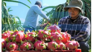 Exports grow as South Koreans take increasingly to Vietnamese agri products