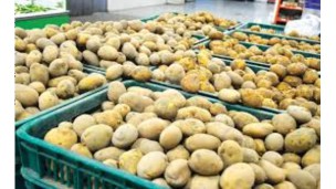 Kazakhstan achieves highest potato export volume in a decade