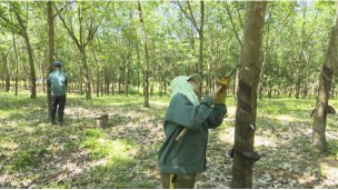 Rubber stocks propel VN-Index back to 1,260 points