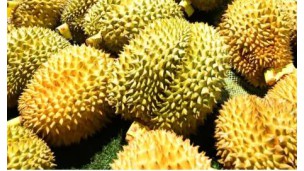 Malaysian fresh durian exporters will have their work cut out for them in China