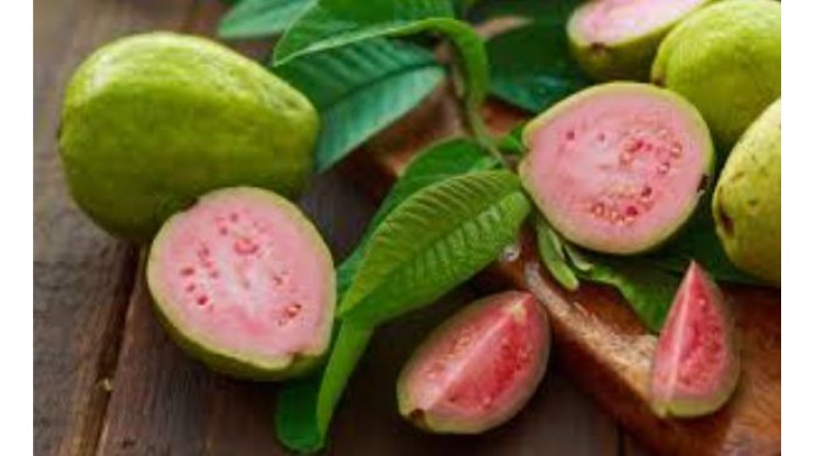 Plentiful guava supply coming on from Florida