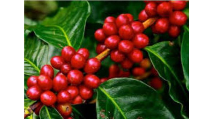 Bago Region to grow 1,000 acres of Robusta coffee