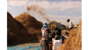 Increase in demand leads to higher paddy price in Ayeyawady Region