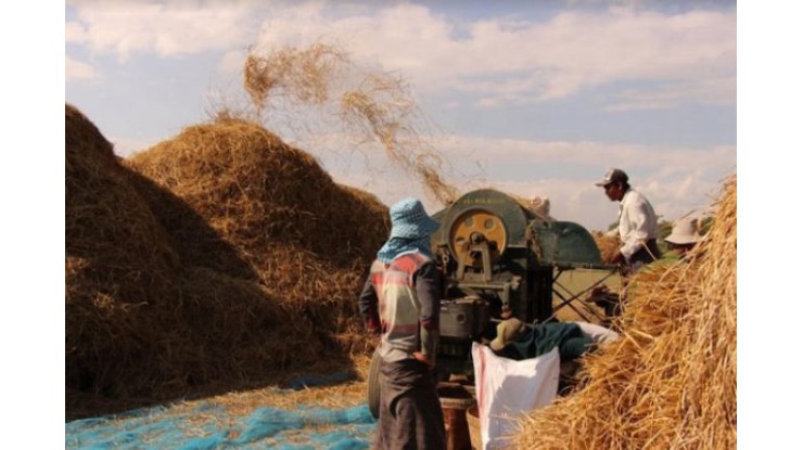 Increase in demand leads to higher paddy price in Ayeyawady Region