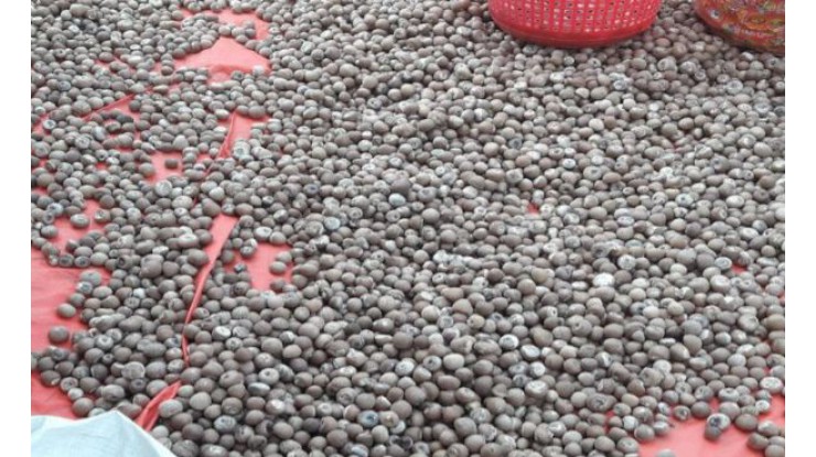 Myanmar exports areca nuts to Thailand via Kawthoung-Ranong
